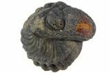 Bumpy Enrolled Morocops (Phacops) Trilobite #86422-1